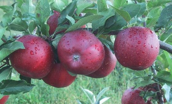 Az év gyümölcse a fekete tányéralma Idén másodszor szavazhattunk az év gyümölcsére - 2018 nyertese a fekete tányéralma.