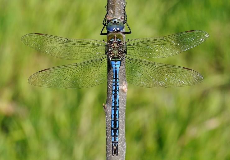 Az óriás szitakötő az év rovara Az óriás szitakötő (Anax imperator) elűzi nagy termetű fajtársait a saját területének tekintett vízpartszakaszokról, nem véletlen, hogy a fajt jelölő imperator"