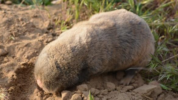 Az év emlőse a földikutya Az élőhelyük szűkülése miatt a kihalás szélén álló nyugati földikutya (Nannospalax leucodon) hengeres testalkatú, apró rágcsáló.
