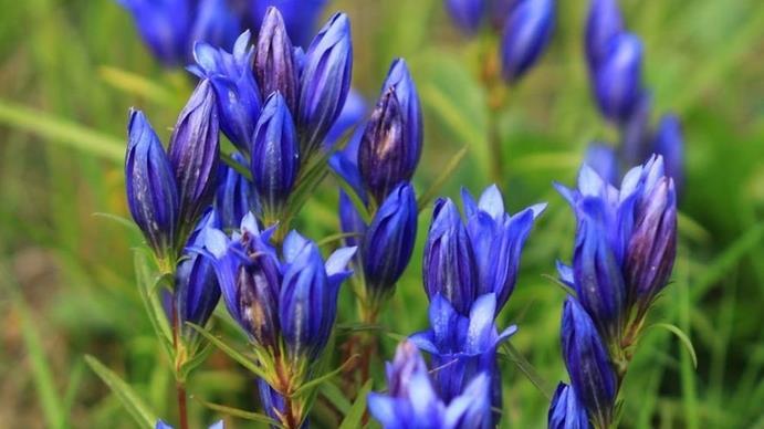 Az év vadvirága a kornistárnics A kornistárnics (Gentiana pneumonanthe) Európa nagy részén elterjedt, bár élőhelyeinek kiszáradása, átalakulása miatt mindenütt visszaszorulóban van, emiatt védett