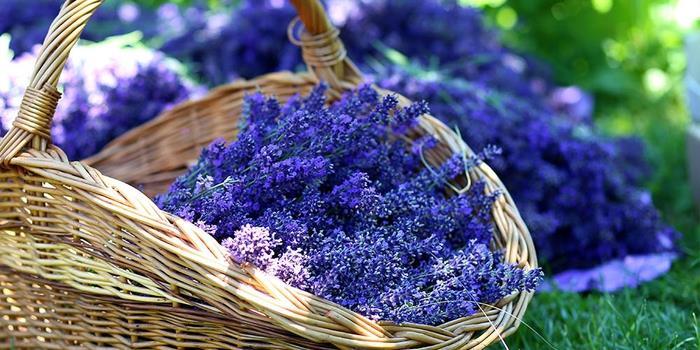 Levendula az év gyógynövénye A mediterrán eredetű valódi vagy keskenylevelű levendula (Lavandula angustifolia) örökzöld, évelő, félcserje, a XV.
