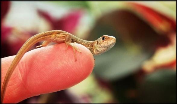 gyík (Podarcis taurica) is előfordul. A kígyók közül a vízisikló (Natrix natrix) és igen kis számban az erdei sikló (Elaphe longissima) található meg a területen.