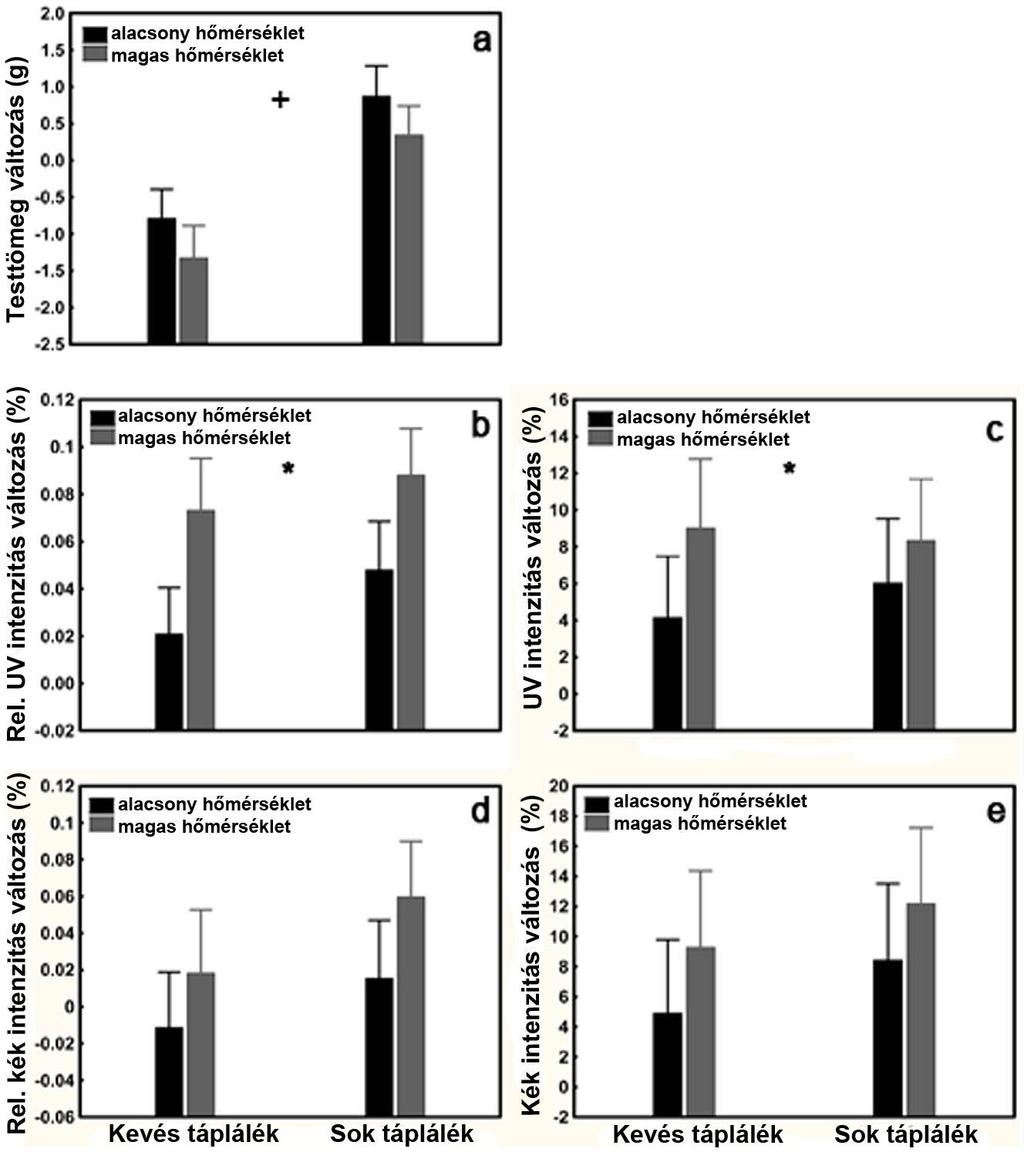 10. ábra A táplálék és hőmérsékleti kezelés hatása a testtömeg (a), valamint a hímek torokfoltjának relatív (b; relatív UV intenzitás) és abszolút (c; UV intenzitás) UVreflektancia, valamint a