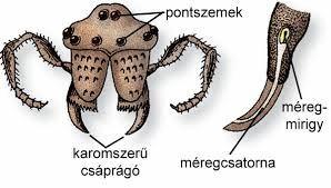 nem  Caenorhabditis