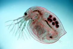 Biológiai vizsgálatok Biológiai analízis Biológiai oxigénigény: DI E