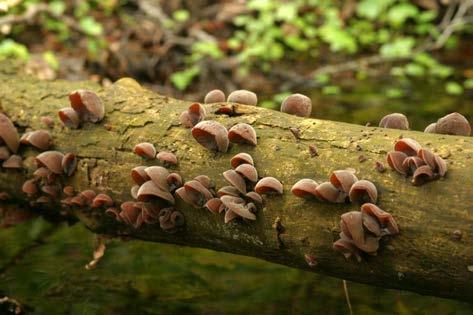 I. É V FO LY A M, 4. G O MB Á S Z HÍ R MO ND Ó Piruló galóca (Amanita rubescens) A kalap nagyméretű, akár 10-15 cm átmérőjű.