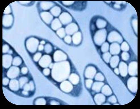 PHA (Polyhydroxyalkanoates) bioműanyag Lineáris