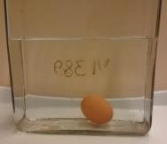 Fizika 7. 14 Nyomás 4. ábra 5. ábra Önts vizet az üvegkádba, majd óvatosan tedd bele a tojást! Mit tapasztalsz? A tojás elmerül a vízben.