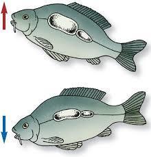 Fizika 7. 16 Nyomás Házi feladat Magyarázd meg a halak függőleges irányú mozgását! Ha változik a hal úszóhólyagjában lévő gáz mennyisége, akkor változik a hal testének átlagos sűrűsége is.