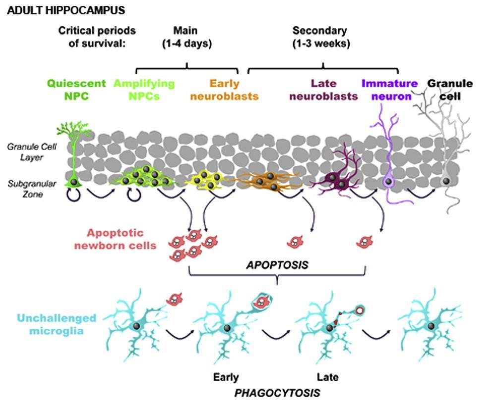 Mikroglia Mikroglia szerepe az egészséges agyban: fejlődő idegrendszerben: