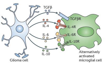 Mikroglia alternatívan aktivált, M2 Glioma sejtek olyan faktorokat termelhetnek, melyek az M2 mikroglia