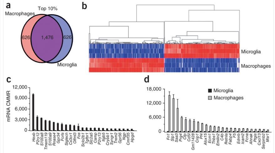 copies per million mapped reads (CMMR) direct RNA sequencing, without amplification or cdna synthesis Tmem119: transmembrane protein of unknown function microglia have a distinct transcriptomic