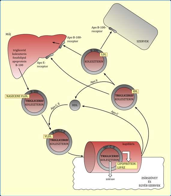 KOLESZTERIN ANYAGCSERE Az LDL a koleszterin fő szállítója A koleszterin keringésből történő eltávolításában kiemelt szerepet kap a máj, a bélrendszer, a mellékvese és a gonádok.
