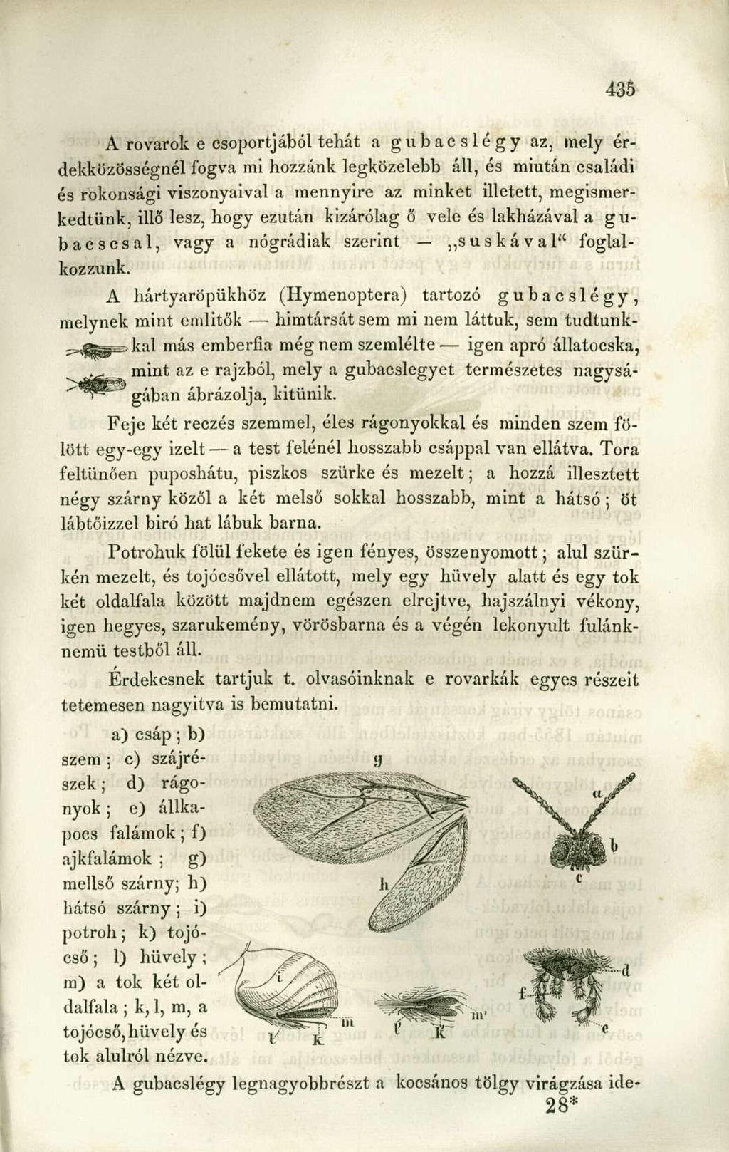 A rovarok e csoportjából tehát a gubacslégy az, mely érdekközösségnél fogva mi hozzánk legközelebb áll, és miután családi és rokonsági viszonyaival a mennyire az minket illetett, megismerkedtünk,