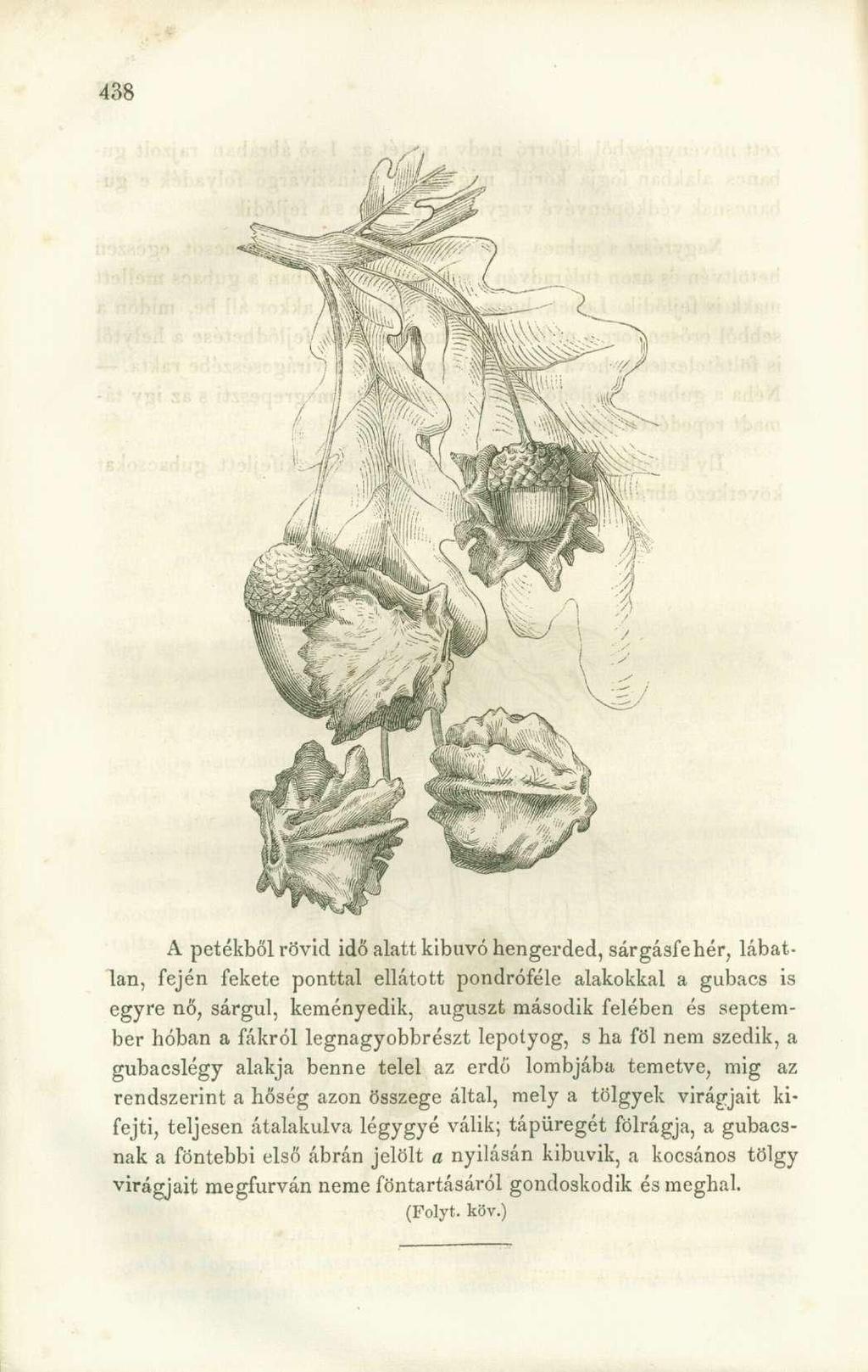A petékből rövid idő alatt kibúvó hengerded, sárgásfehér, lábatlan, fején fekete ponttal ellátott pondróféle alakokkal a gubacs is egyre nő, sárgul, keményedik, auguszt második felében és september