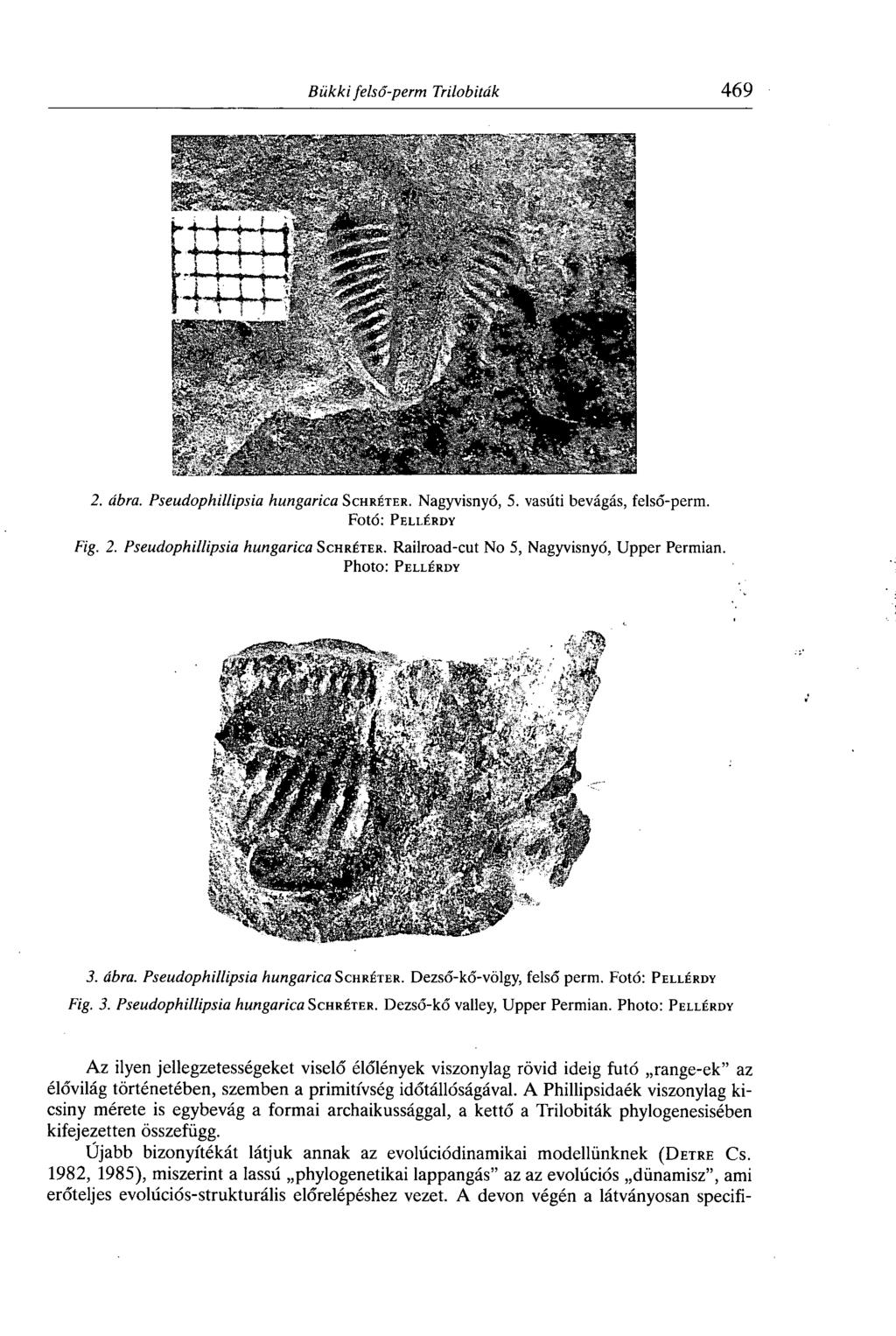 2. ábra. Pseudophillipsia hungarica Schréter. Nagyvisnyó, 5. vasúti bevágás, felső-perm. Fotó: P ellérdy Fig. 2. Pseudophillipsia hungarica Schréter. Railroad-cut No 5, Nagyvisnyó, Upper Permian.