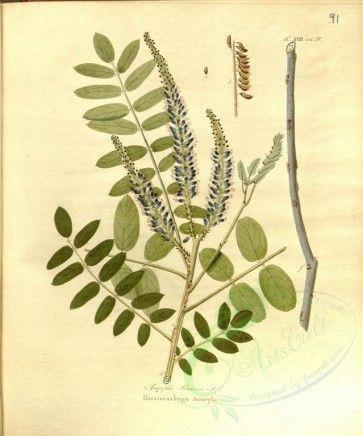 A gyalogakác (Amorpha fruticosa) Észak-Amerikából behurcolt, rendkívül agresszív özönnövény veszélyes és kiirthatatlan.