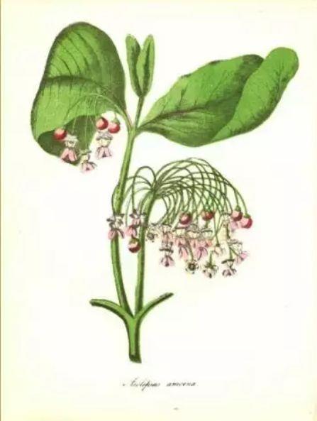 com Az ártéri japánkeserűfű (Fallopia japonica), néha egyszerűen japánkeserűfű a keserűfűfélék (Polygonaceae) családjába tartozó, nagyméretű, lágy szárú, évelő növényfaj.