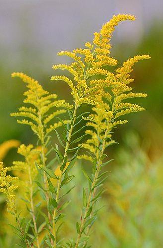 Az aranyvessző (Solidago) az őszirózsafélék családjának őszirózsaformák alcsaládjába tartozó virágos évelő növények nemzetsége. Lágyszárú évelő, akár 2 m magasra is megnőhet.
