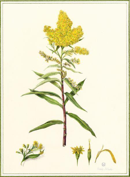 Aranyvessző (Solidago) Képek forrása: www.pinterest.com A keskenylevelű ezüstfa, ezüstfűz vagy olajfűz (Elaeagnus angustifolia) kis-ázsiai eredetű fa, vagy cserje.