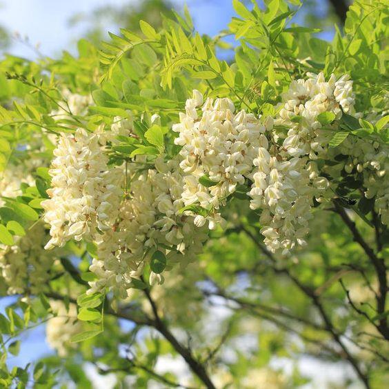 A fehér akác (Robinia pseudoacacia) a pillangósvirágúak (Fabaceae) családjának bükkönyformák (Faboideae) alcsaládjába tartozó fa.