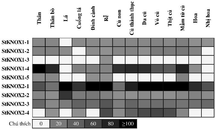 ISSN 1859-1531 - TẠP CHÍ KHOA HỌC VÀ CÔNG NGHỆ ĐẠI HỌC ĐÀ NẴNG, SỐ 3(112).2017-Quyển 1 87 non. Ở cây sắn, chỉ bốn trong năm gen KNOX phân nhóm II biểu hiện ở một số giai đoạn phát triển của củ [3].
