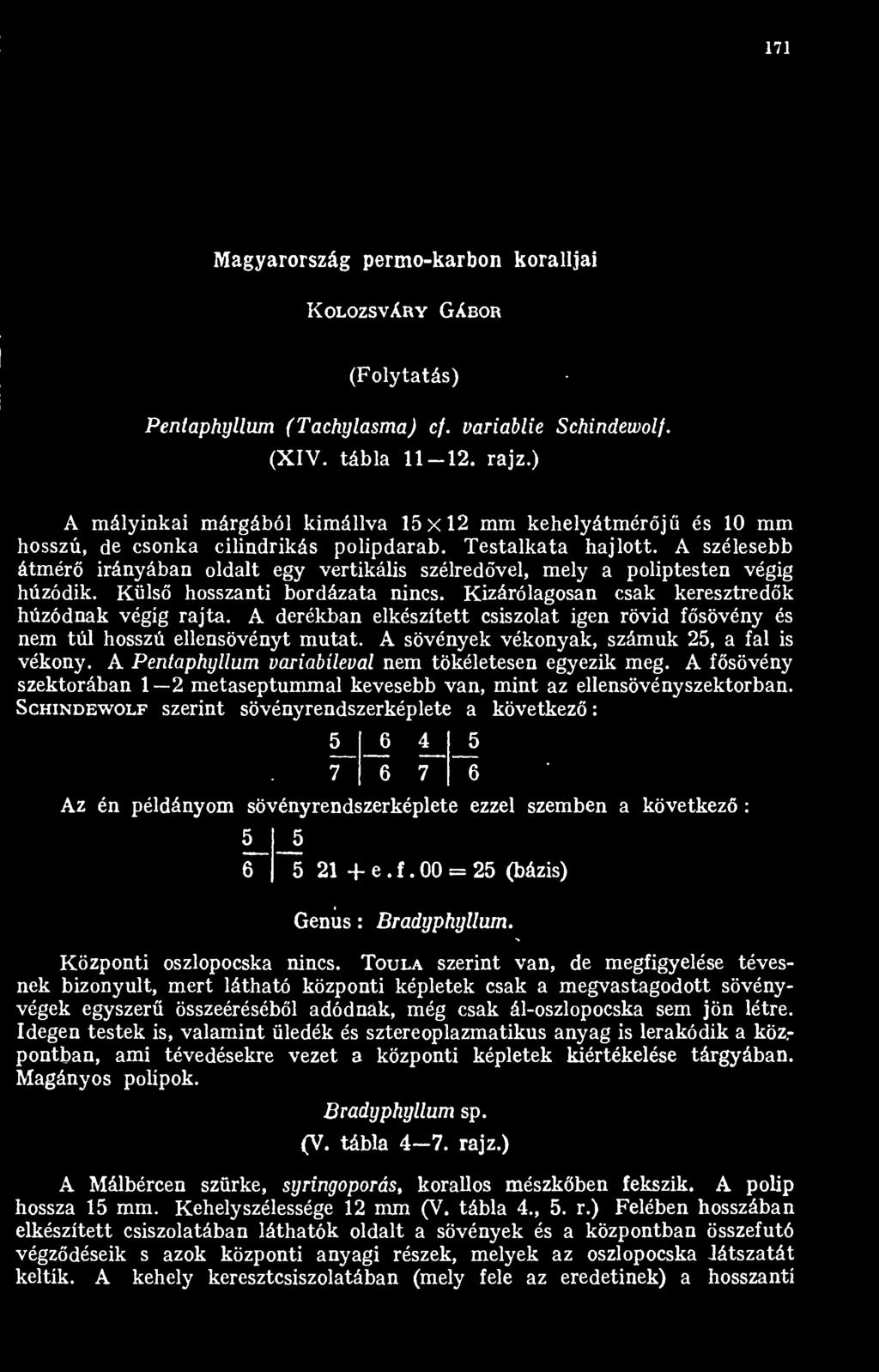 A szélesebb átmér irányában oldalt egy vertikális szélredvel, mely a poliptesten végig húzódik. Küls hosszanti bordázata nincs. Kizárólagosan csak keresztredk húzódnak végig rajta.