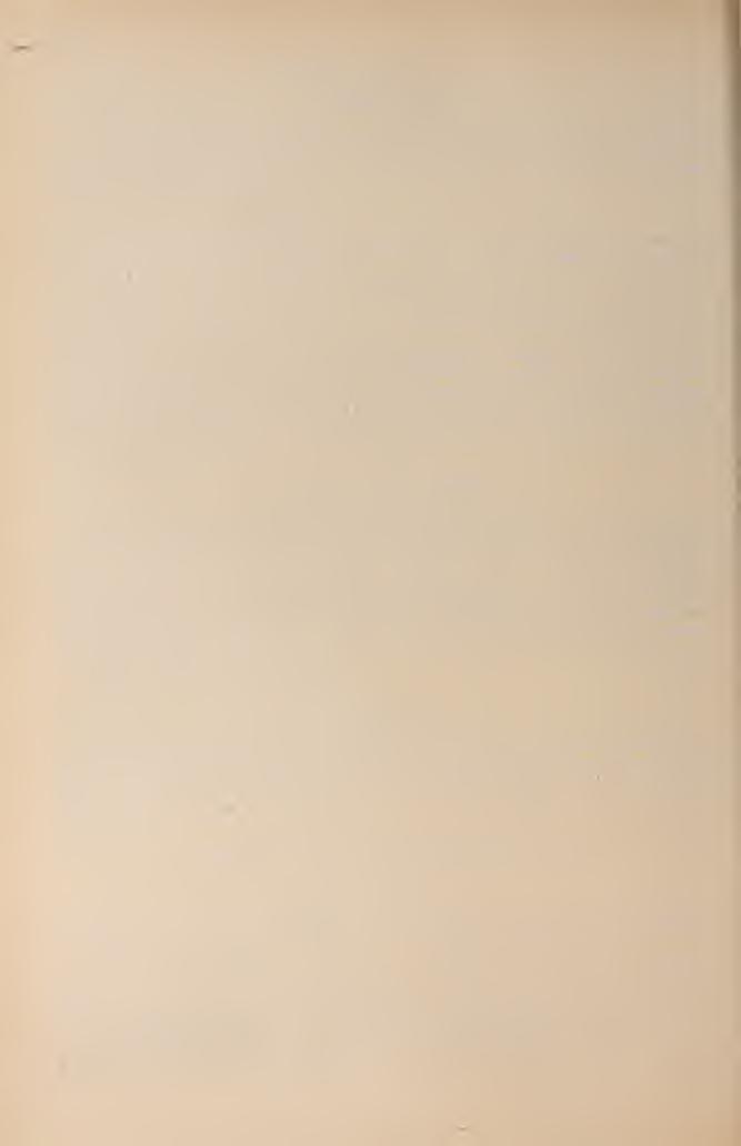 184 Two sections. Schréteria megastoma n. sp. - (T. XII. F. 1.) 1. Calyx elliptical, diameter 34x20 mm. Septae of II. ord. long, longer than the y2 of the septae I. order. Number of the septae I.