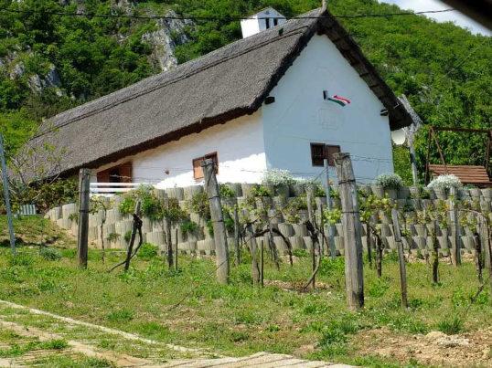 Műemlék pince-présház Hrsz 1709/1 Újhegy A nádfedeles, háromosztatú, vakolatdíszekkel gazdagon ellátott mesés népi épület.