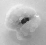 (TDZ); CT5: 0,2 mg/l (BAP) + 1,0 mg/l (TDZ); CT6: 0,5 mg/l (BAP) + 1,0 mg/l (TDZ); CT7: 1,0 mg/l (BAP) + 0,5 mg/l (TDZ).