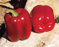 Paprika CMV VÍRUSREZISZTENS TV PAPRIKA HIBRID Ceremony F1 KALIFORNIAI "BLOKI" TÍPUS Mustang F1 KÁPIA TÍPUS Atris F1 TV paprika Nagy termőképességű, bőtermő fajta Folyamatos kötésre képes Széles