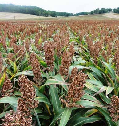 ES FOEHN Középkorai, vörös krémszínű szemes cirok Terméspotenciál: 9-12 t/ha Tannin mentes Termőképessége kiemelkedő, intenzív üzemi körülmények között akár 12 t/ha csúcstermésre is