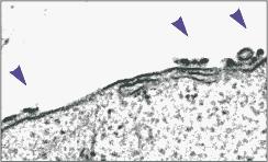 CD8+ T cells PMT 4 Minta PMT 3 DETACHaBEAD A mágneses