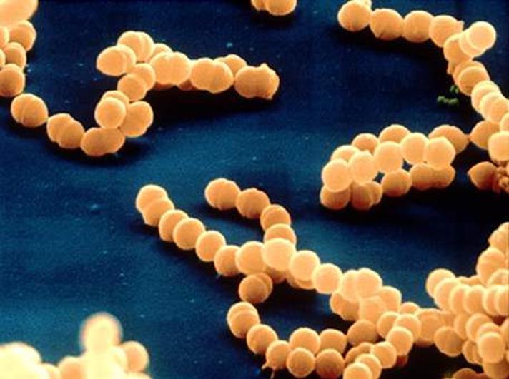 STREPTOCOCCUSOK Gram-pozitív coccusok Általában hosszabbrövidebb láncokba rendeződnek Egyes fajoknál jellemzően kettesével diplococcus alakzatba