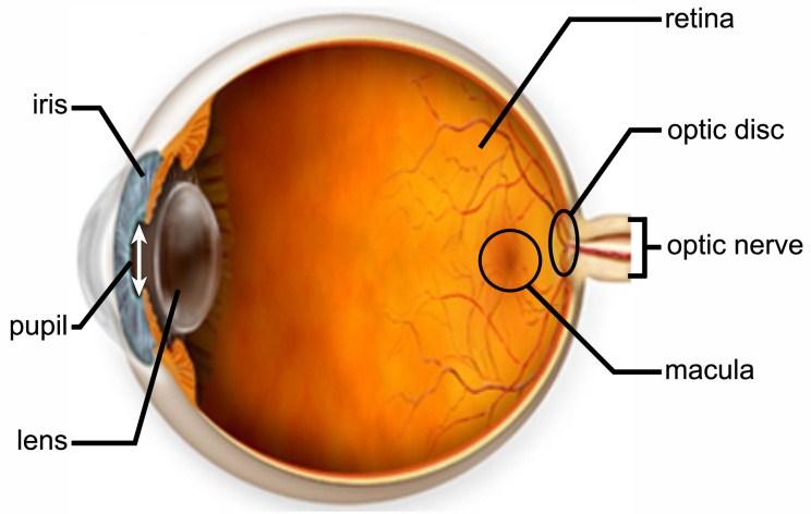 1 Introduction The retina is a delicate light sensitive lining located at the back of our eyeball (see Figure 1) that takes pictures and sends the images to the brain.