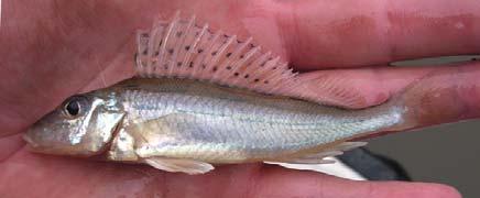 SELYMES DURBINCS (GYMNOCEPHALUS SCHRAETSER) ÉS AMURGÉB (PERCCOTTUS GLENII) A HORTOBÁGY-BERETTYÓBÓL A Körös-Maros Nemzeti Park Igazgatóság megbízásából 2008.