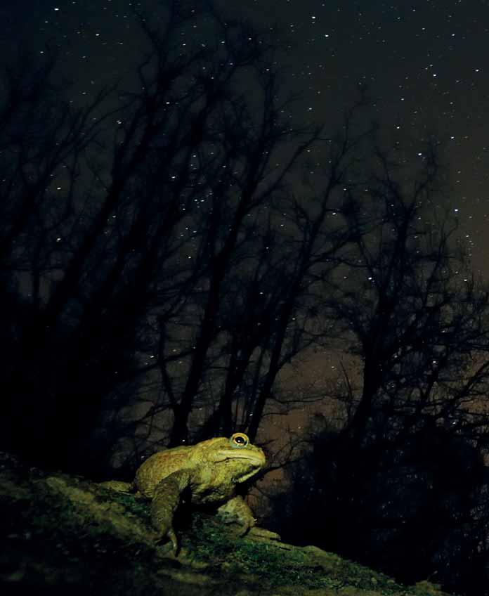 Elterelő fényművelet Az éjszakai világítás terjedése számos állatfaj természetes viselkedésére is hat, ám a folyamat részleteit egyelőre csupán néhányuk esetében sikerült feltárni.
