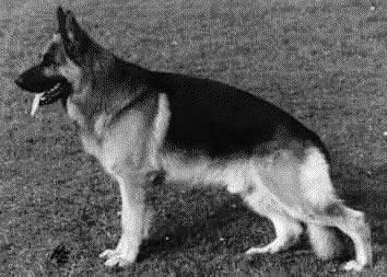 divat azonban Uran és Quando ivadékai körül tombolt.