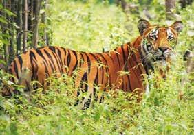 Chitwan Nemzeti Park 1. nap: Budapest... Elrepülés Budapestről átszállásokkal Nepál fővárosába, Kathmanduba. Étkezés és éjszakázás a repülőgép fedélzetén. 2. nap:... Delhi (India) Kathmandu (Nepál) Kathmandu-völgy Bhaktapur Érkezés Delhibe, majd továbbrepülés Kathmanduba menetrendtől függően.