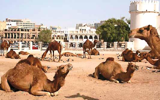 Ázsia Katar, Omán Katar Omán Doha Maszkat Nizwa Jabrin Quriyat 2019. november 5 13. 2020. március 1 9.