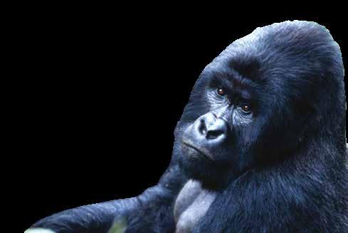 Nem is beszélve az egyedül itt élő ezüsthátú gorillákról, amelyeket szinte karnyújtásnyi távolságból figyelhetünk meg. A Bugandai királyok síremlékének Bwindi Nemzeti Park helyszíne Kasubiban 1.
