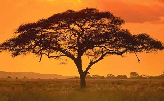 Afrika Kenya, Tanzánia Kenya Zanzibár Körutazás tengerparti pihenéssel 2019. november 22 december 4. 2020. február 18 március 1.