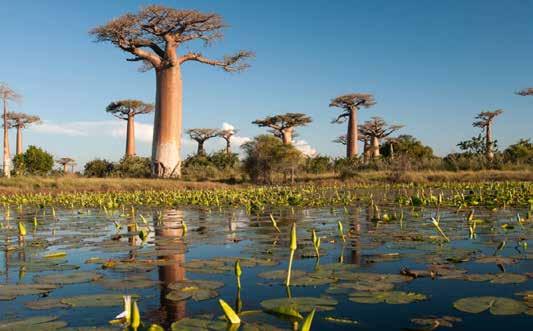 Madagaszkár Nagykörút I. Körutazás Benyovszky Móricz királyságában Afrika Madagaszkár 2019. október 19 31. 2020. április 10 22.