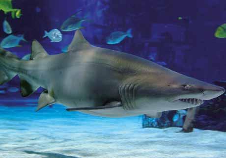 Merülés a cápák közé Tropicarium-Óceanarium Cím: 1222 Budapest, Nagytétényi út 37-43. Honlap: www.tropicarium.hu Telefon: 1/424-3052 E-mail: info@tropicarium.
