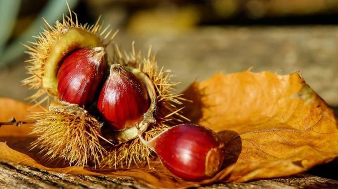 GESZTENYE B-, E-vitamin K, Na, Ca, P Zn, Mn, Cu Omega-3 Antioxidáns, sejtvédő hatású Sült gesztenye Gesztenyeliszt Gesztenyepüré Köretekhez (Piemont tartomány: gnocchi