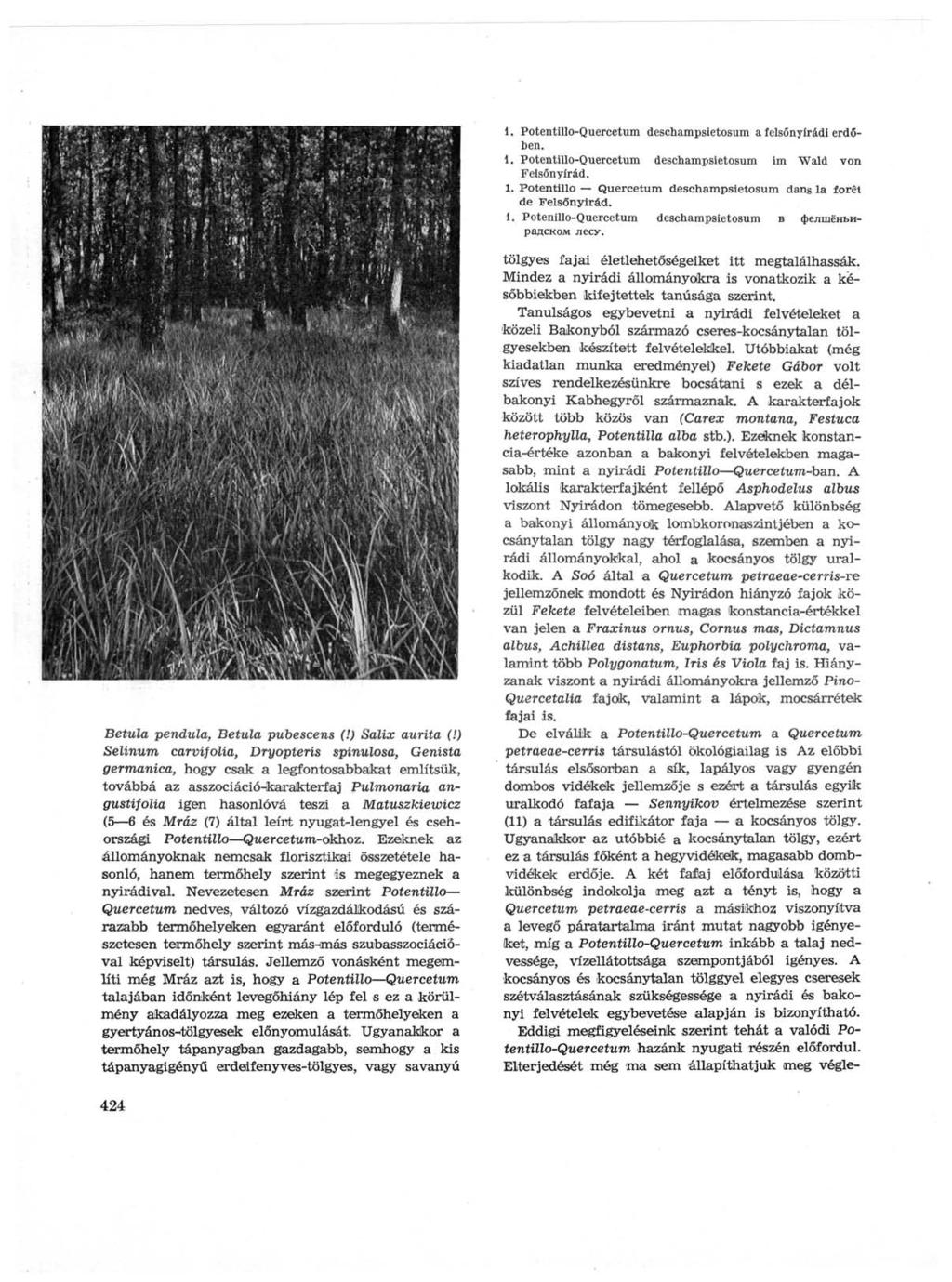 1. Potentillo-Quercetum deschampsietosum a felsőnyírádi erdőben. 1. Potentillo-Quercetum deschampsietosum im Wald von Felsőnyírád. 1. Potentillo Quercetum deschampsietosum dans la forêt de Felsőnyirád.