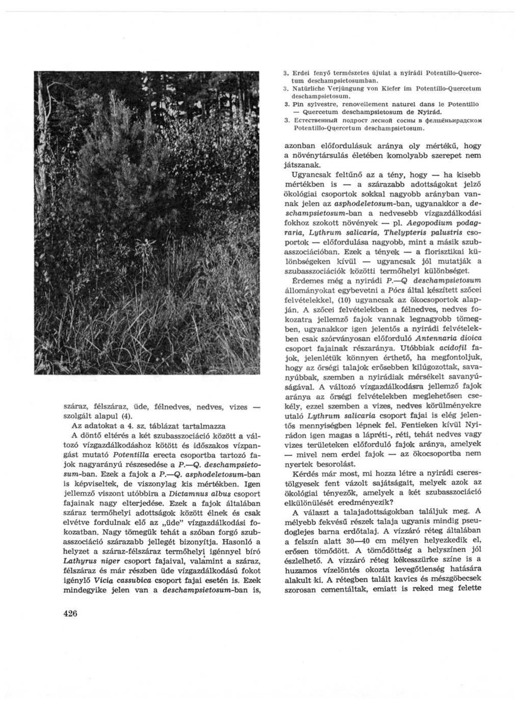 3. Erdei fenyő természetes újulat a nyírádi Potentillo-Quercetum deschampsietosumban. 3. Natürliche Verjüngung von Kiefer im Potentillo-Quercetum deschampsietosum. 3. Pin sylvestre, renovellement naturel dans le Potentillo Quercetum deschampsietosum de Nylrád.