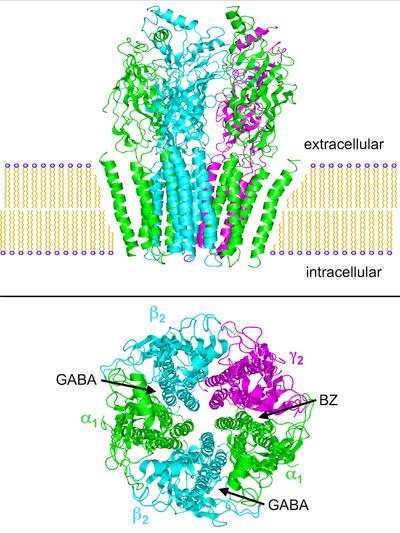 GABA-A receptor: internáns ioncsatornát