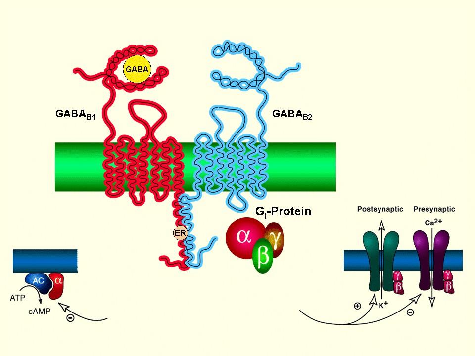 GABA-B receptorok 7-transzmembrán receptor G- protein kapcsolt heterodimer GABAB1 köt csak GABA-t vagy