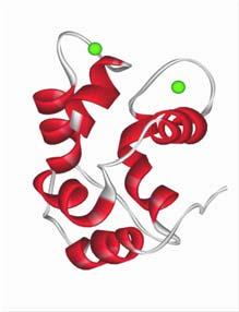 Ca + kötés Parvabumin aggregáció Absorbance 8 C 43.8 C 67.5 C 80.